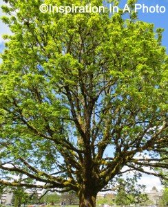 Mighty oak tree
